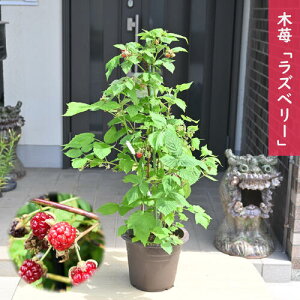 yYx[z  o LC`S  ʎ ʎ  x[ Yx[[teB[ |tFm[ r^~C wV[ t{[Y R_p tK