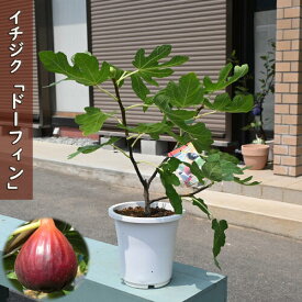 果樹 いちじく ドーフィン 苗木 無花果 挿し木 3年生 イチジク 今の時期は実がついてない状態でのお届けになります