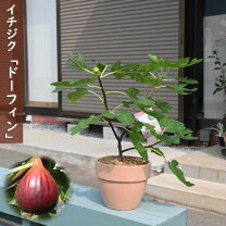 楽天市場】いちじく 苗 3年生の通販