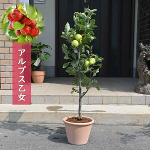 2025N 蕨 AvX  A ʎ S ʎ ~jS