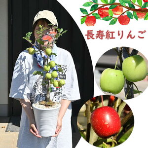 j2025N9`11t̂񂲂𑡂蕨  A ãv[g g 蕨 ʎ  ʎ P  a v[g