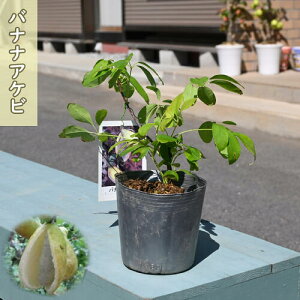 2025�NNEW �o�i�i�A�P�r �|�b�g�c ���A�P�r �ʎ� �c�� ��ĂĊy���� ������ �������Ă��Ȃ���Ԃł̂��͂��ɂȂ�܂�