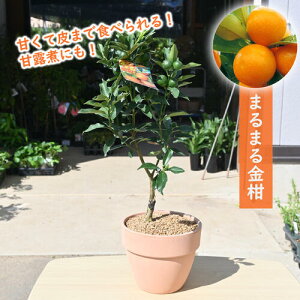 2025NNEW ܂܂ LJ 񂩂񔫐A ̂Ȃ鑡蕨 ȃ蕨 2025N̎y߂܂  A eRb^ LJA