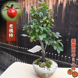 2025年9月実付 柿 老鴉柿 盆栽 観賞用ロウヤガキ 別名 衝羽根柿
