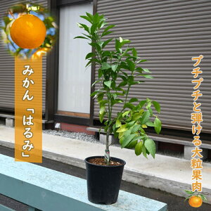 2025年10月〜12月1個実付き 果樹 みかん はるみ 苗木 タンゴール 蜜柑 接ぎ木 3年生 柑橘