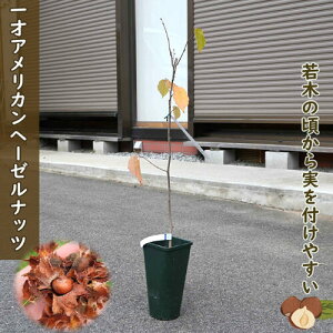 2025NNEW ˃AJw[[ibcc2N } Hazelnut@c؃ibcmnVo~