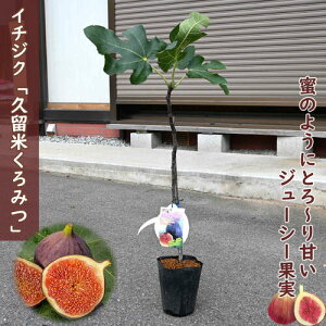 Ƃ C`WNc 60Z`O 2025NNEW  vĂ݂c ԉ C`WN