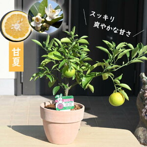 12܂Ŏtł͂IIÉā@eRb^A@ʎÉĊ@܂Ȃ