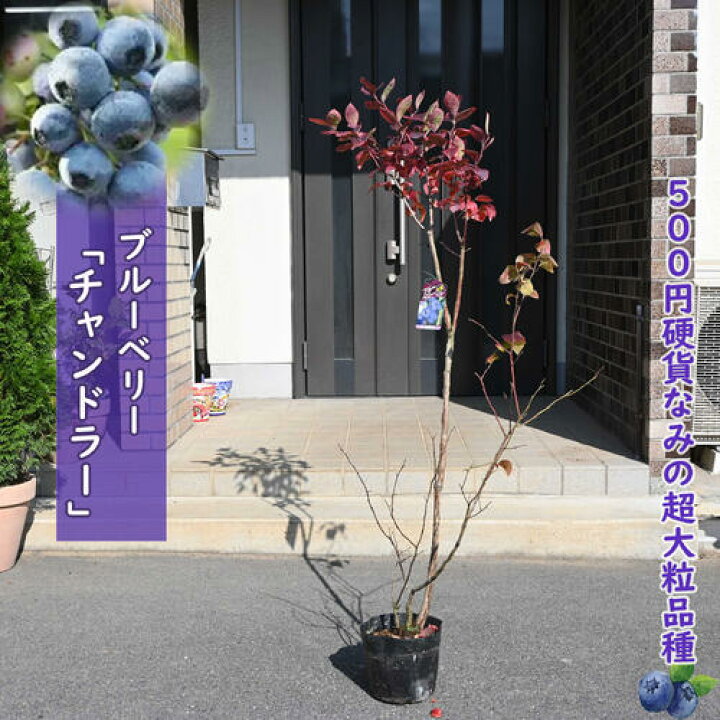楽天市場】ブルーベリー チャンドラー 苗木 果樹 ノーザンハイブッシュ 