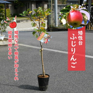 2025NNEW ␫ӂ c xmS ␫ؕc 蕨 Mtg蕨ɊJԌ̂Ȃ p₨av[g p@v[gpƂĂ߂ł 󕲎