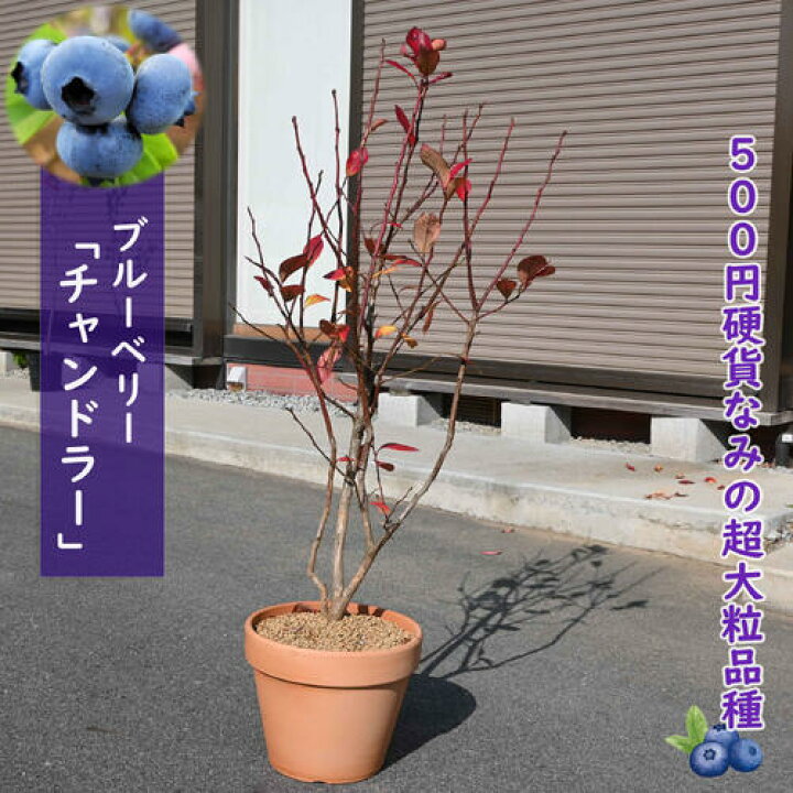 楽天市場】ブルーベリー チャンドラー 鉢植え 果樹 ノーザンハイ 