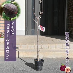 �������� �k�A�[���h�J���� �c�� ���ԉ� ���C�`�W�N �ʎ� �H�ʐ�p�@�}���� 2�N��