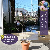 2026年NEW 超大粒品種 ブルーベリー チャンドラー 鉢植え 果樹 ノーザンハイブッシュ系