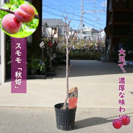 2026年NEW果樹 すもも 秋姫 苗木 プラム 3年生 接ぎ木