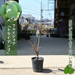 2026�N9�����{�ȍ~�̂��͂��ł��B�t�F�C�W���A �g���C�A���t �c�؁@�ʖ��p�C�i�b�v���O�A�o