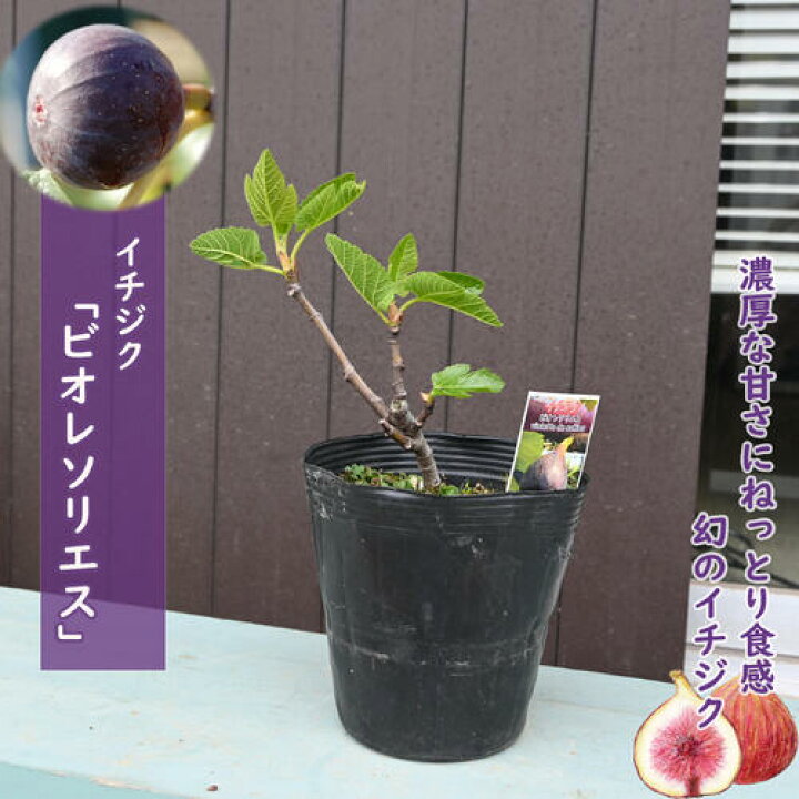 楽天市場】いちじく ビオレソリエス 苗木 無花果 黒イチジク 挿し木 2 