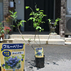 苗 チャンドラー ブルーベリー」の人気商品一覧・価格比較 - 価格.com