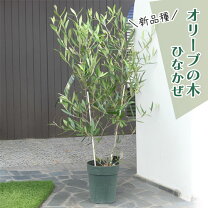 オリーブ ひな かぜの通販
