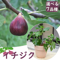 楽天市場】いちじく 盆栽の通販