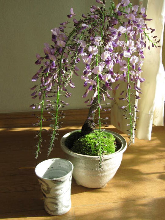楽天市場 ギフト 育てる楽しみ藤盆栽22年4月 5月に開花高貴な花と香りの贈り物盆栽 お花見 風雲 信楽コップ 一つ付です 園芸百貨店何でも揃うこぼんさい