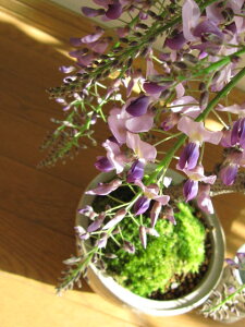 ̂ԂyރtW~̓MtgĂyݓ~2025N4JԖ~́FytW~́z @~́@ Ȃ݂ɊCOł@BONSAI {TCƌ܂B