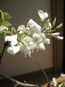 2022年4月頃から5月に開花盆栽:【藤盆栽】白花美藤　　白長藤　　信楽の鉢に入っています。