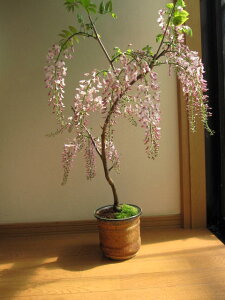 盆栽:【藤盆栽】ホンベニフジ本紅藤2022年4月末頃開花予定