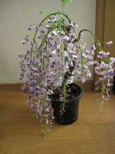 藤 鉢植え 植木 盆栽の人気商品 通販 価格比較 価格 Com 藤 鉢植え 植木 盆栽の人気商品 通販 価格比較 価格 Com