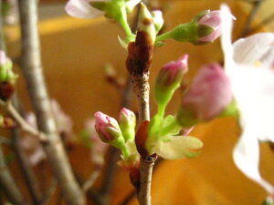 ������12��22�����1���ɍ��̂��Ԍ����y���߂܂�2026�N�N�n1������3���̂��j�����蕨�ɂ������ߐV�t�[�����؂�ԁ@�ޗǋg��[�����y���������z���F�w�[�����i��������������j�x���̉ԑ� 