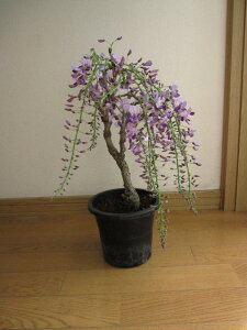 育てる楽しみ4月に開花の藤のお花をプレゼントに育てる楽しみ鉢花の藤プレゼントに藤苗【藤の花】庭木【藤】フジ苗木  開花は2025年春 四月です。