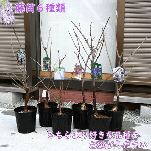 F̓2025NJԌݕc  6 ړ WRE  d g g Dȕi1{Iт AEnAłĂ鎖ł