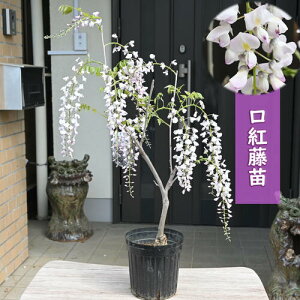 11{ԉmF̔ƂȂ܂Bv[g2025N4J c g