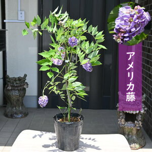 2025N5Jԁ@߂炵GAJ AWXgtH[ c AJEEBXeA AJtW  ̓Mtg