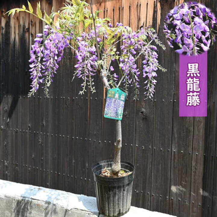 楽天市場】母の日プレゼントに開花調整藤2026年5月に開花の藤苗 黒龍藤 