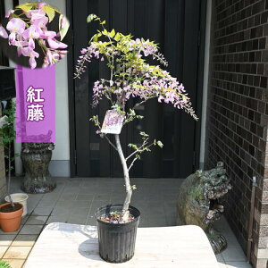 11{12̂͂ƂȂ܂BĂ2026Nc g tWy ̓Ԃ̂͂͐̂tz ̂tł̂͂ƂȂ܂