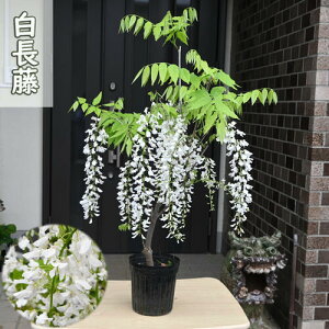 2025N12\񏤕i   tW 5ȍ~̂͂͐̂tł̂͂ƂȂ܂ c a ԓ