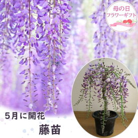 5月に藤の花を母の日のプレゼントにに2025年 4月中頃～5月開花調整の藤となります 今年のプレゼントは鉢植えで育てる楽しみ藤プラ鉢 藤母の日用のみ開花調整の藤となります　10月以降は落葉後の藤の状態でのお届け 育てるフジ苗 庭木フジ藤　鉢植え一才藤盆栽藤