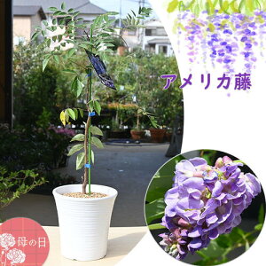 誕生日の贈り物に 二季咲藤2025年5月に開花 母の日プレゼントに アメリカ藤鉢植え アメリカフジ アメジストフォール 鉢植え 紫花