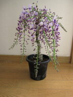 開花調整5月に開花2026年 おすすめの鉢花 お誕生日に育てる【藤】鉢植えでも育てることができる藤ですフ…