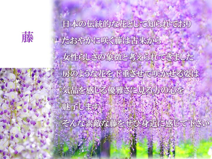 楽天市場 育てる藤 プラ鉢 フジ 一才藤 23年開花の藤となります鉢植えで育てる事ができますお届け時期10月 翌年3月頃は 落葉した樹姿となります ５月のお届けは清涼感のある葉藤となります 園芸百貨店何でも揃うこぼんさい
