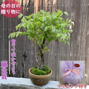 Ăy݂2025N̓Mtg ~ tł̂͂ 5̂͂ Ăč炩悤 ̓̑蕨 v[g