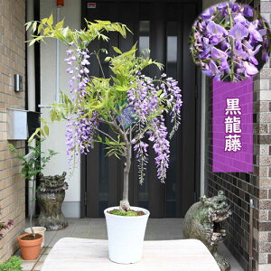 11月下旬から12月の発送となります。盆栽藤花鉢 藤 黒龍藤 鉢植え 一重 フジ 清涼感のある2026年5月中頃開花予定の藤でのお届けとなります