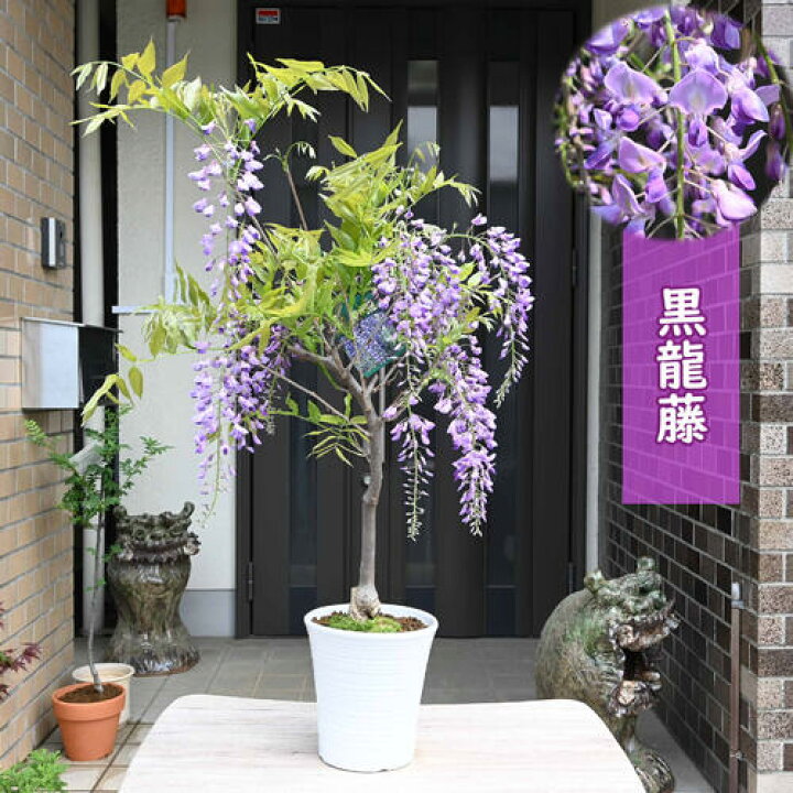 楽天市場】藤はお花も香りも楽しめます盆栽藤花鉢 藤 黒龍藤 鉢植え 