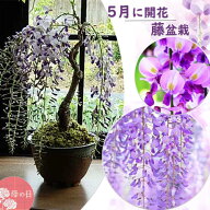 ポイント10倍2026年遅れてごめんね ＼まだ間に合います／母の日プレゼント鉢花2026年5月開花の母の日お誕…