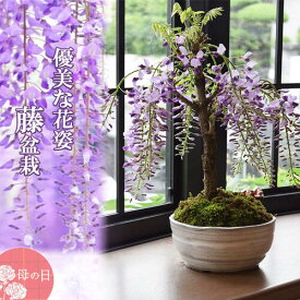2025年5月に開花藤盆栽母の日ギフトにお花と香りが楽しめますお届け時蕾が固くお届け後　開花する藤盆栽です プレゼント 花 ギフト 藤盆栽 おすすめ 鉢花 お誕生日に プレゼント 花 ギフト 藤 ふじ フジ 藤の花 花藤 盆栽 ミニ盆栽 鉢植え フラワーギフト 生花