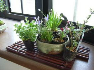 プレゼントに2025年【山野草】【ミニ山野草10個】のお買い得春セット】と 【信楽鉢】