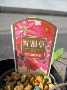 hኄ@@ኄ葐@|bgc@@ԐFn 