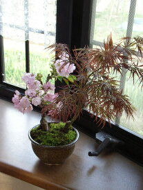 盆栽【もみじ】と2020年4月に開花の桜【寄せ植え】　【盆栽】