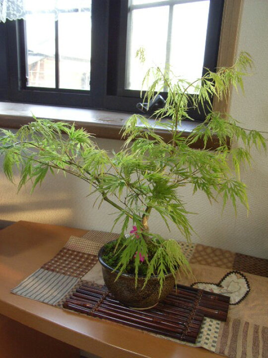 楽天市場】盆栽【もみじ】と【山野草】【寄せ植え】 【盆栽】【盆栽 