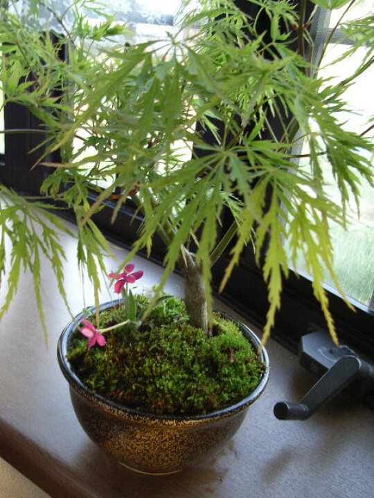 楽天市場】盆栽【もみじ】と【山野草】【寄せ植え】 【盆栽】【盆栽 
